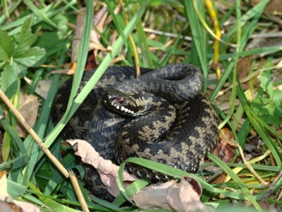 Vipera berus