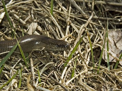 Kopparödla, Anguis fragilis