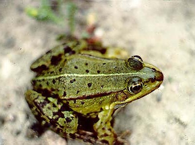 Ätlig groda, Rana esculenta