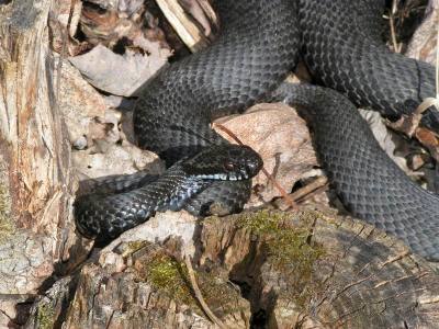 Huggorm, Vipera berus