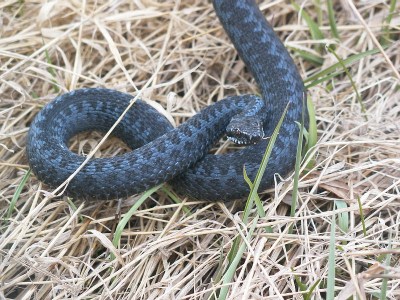 Huggorm, Vipera berus