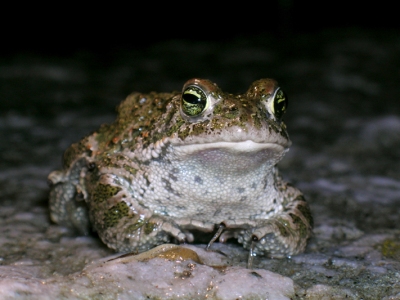 Stinkpadda, Bufo calamita