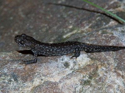 Större vattensalamander, Triturus cristatus