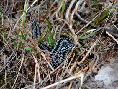 Huggorm, Vipera berus