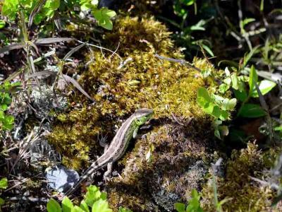 Sandödla, Lacerta agilis