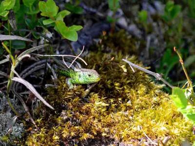 Sandödla, Lacerta agilis