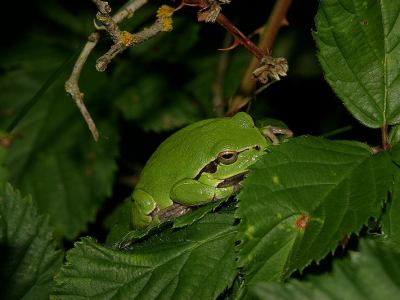 Lövgroda, Hyla arborea