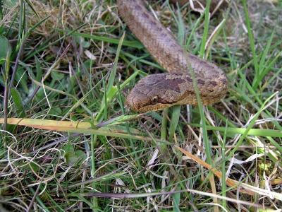 Hasselsnok, Coronella austriaca