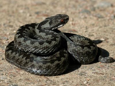 Huggorm, Vipera berus