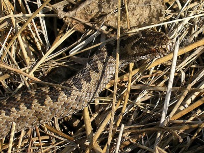 Huggorm, Vipera berus