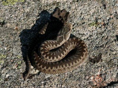 Huggorm, Vipera berus