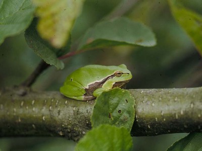 Lövgroda, Hyla arborea