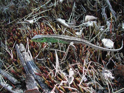 Sandödla, Lacerta agilis