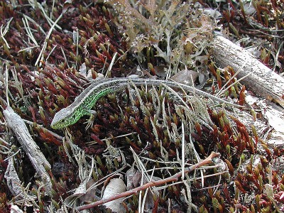 Sandödla, Lacerta agilis