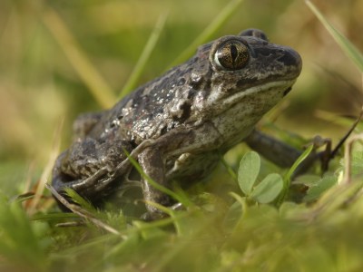 Lökgroda, Pelobates fuscus