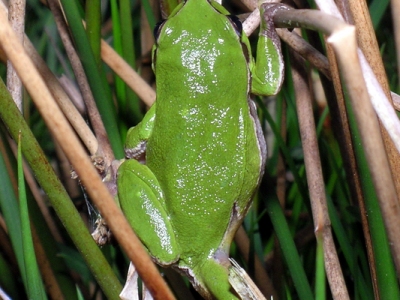 Lövgroda, Hyla arborea