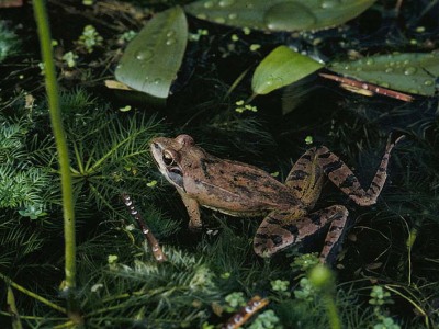 Långbensgroda, Rana dalmatina