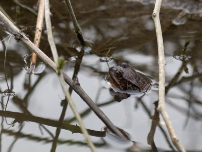 Vanlig groda, Rana temporaria