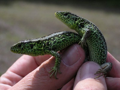 Sandödla, Lacerta agilis