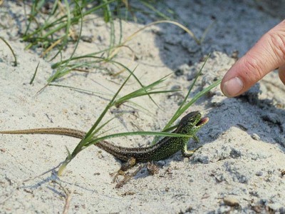 Sandödla, Lacerta agilis