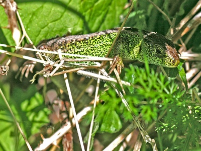 Sandödla, Lacerta agilis