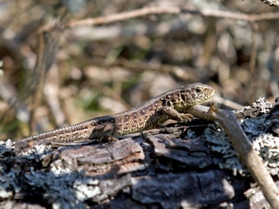 Sandödla, Lacerta agilis