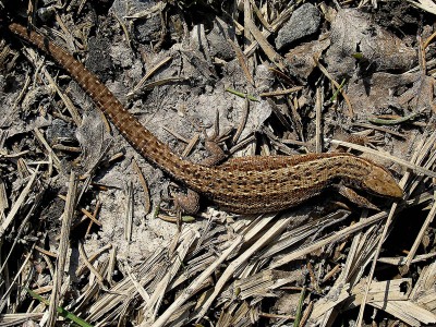 Skogsödla, Lacerta vivipara