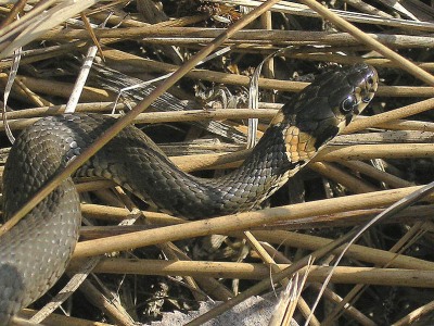 Snok, Natrix natrix