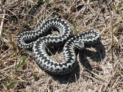 Huggorm, Vipera berus