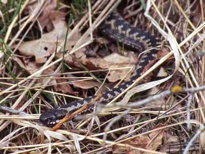 Huggorm, Vipera berus