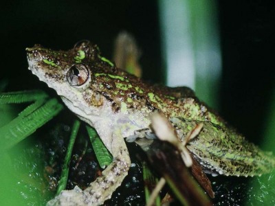 Scinax boulengeri