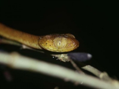 Imantodes inornatus