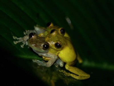 Scinax elaeochroa