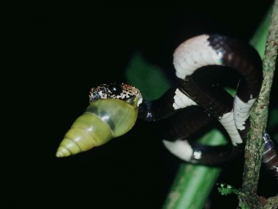 Dipsas bicolor