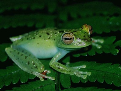 Hyla rufitela