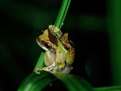 Hyla ebraccata