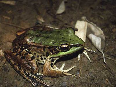 Rana palmipes