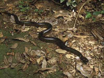 Grön anakonda, Eunectes murinus