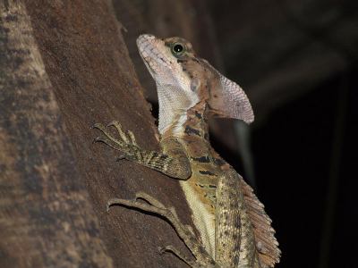 Basilisk, Basiliscus basiliscus