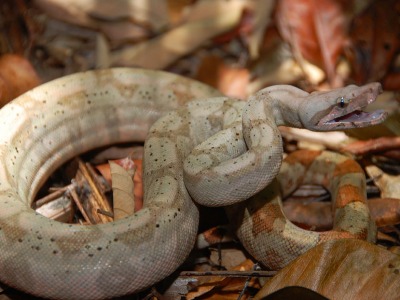 Boa c. imperator