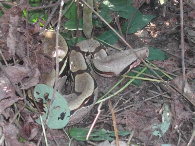 Kungsboa, Boa constrictor