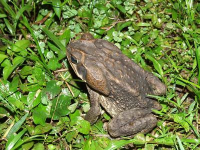 Agapadda, Bufo marinus