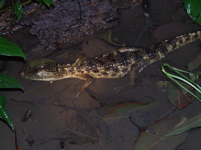 Glasögonkajman, Caiman crocodilus
