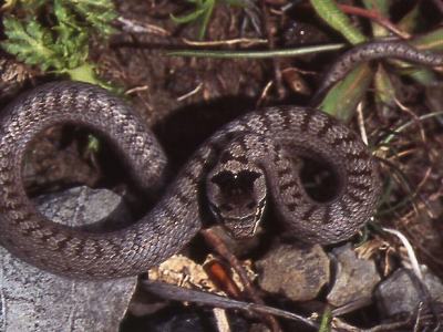 Hasselsnok, Coronella austriaca