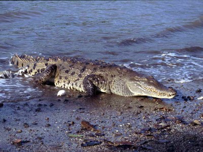 Crocodylus acutus