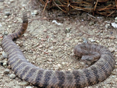 Tigerskallerorm, Crotalus tigris