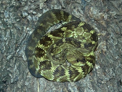 Svartsvansad skallerorm, Crotalus molossus