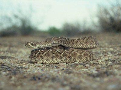 Diamantskallerorm, Crotalus atrox