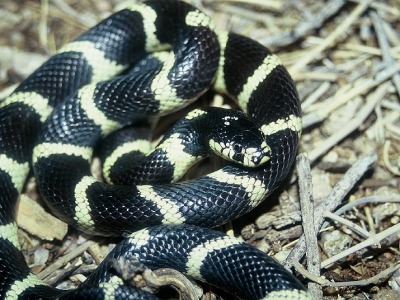 Kedjesnok, Lampropeltis getula californiae