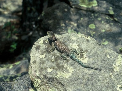 Sceloporus jarrovii